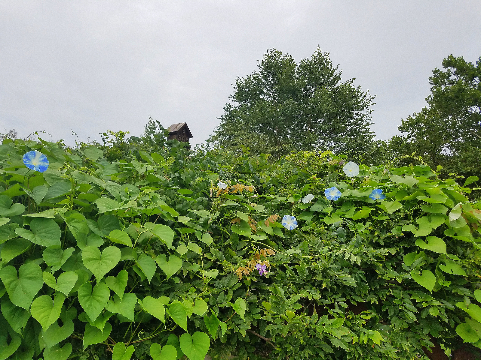 Blue & white Morning Glory with one little purple Wisteria in the center